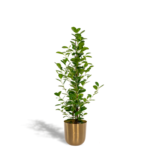 Ficus microcarpa Moclame - Ø21cm - Pflanzfix24