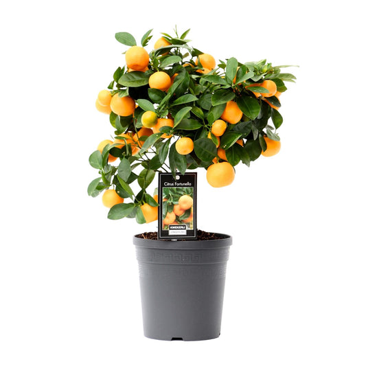 Citrus Calamondin - Ø15cm - ↕40cm - Pflanzfix24.de - Pflanzfix24.de