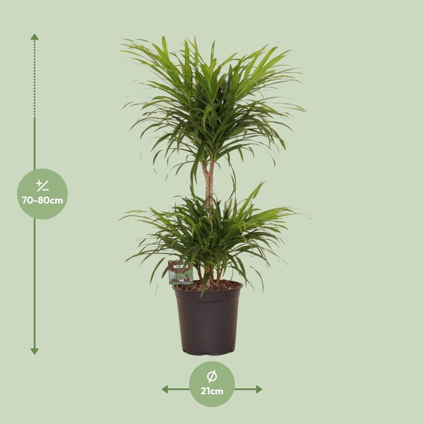 Dracaena Refl. Anita Variegata - Ø21cm - ↕80cm - Pflanzfix24