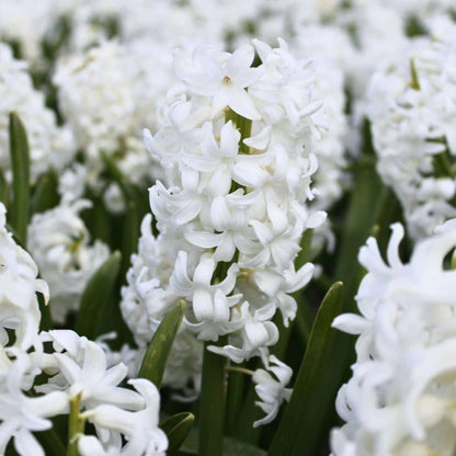 Pflanzfix24 - Hyacint Show Off - 30 Blumenzwiebeln für 1 m² Blumenpracht - Größe 14/15