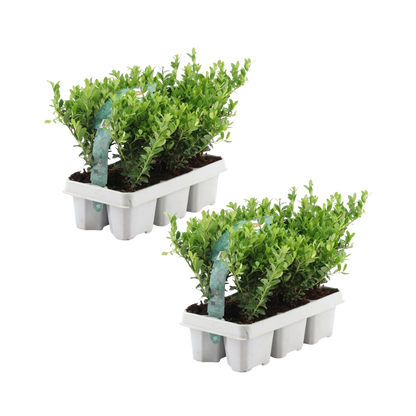 12x Ilex crenata 'Jenny' - 12 x Ø7 cm - ↕15 cm - 6er Set - Pflanzfix24