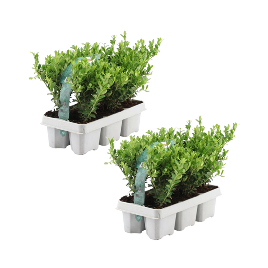 12x Ilex crenata 'Jenny' - 12 x Ø7 cm - ↕15 cm - 6er Set - Pflanzfix24