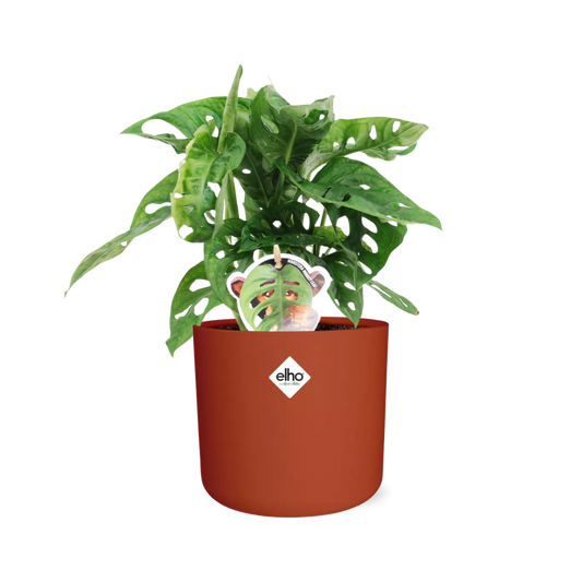 Monstera ‘Monkey Leaf’ in ELHO b.for soft rond 14cm brique - Pflanzfix24