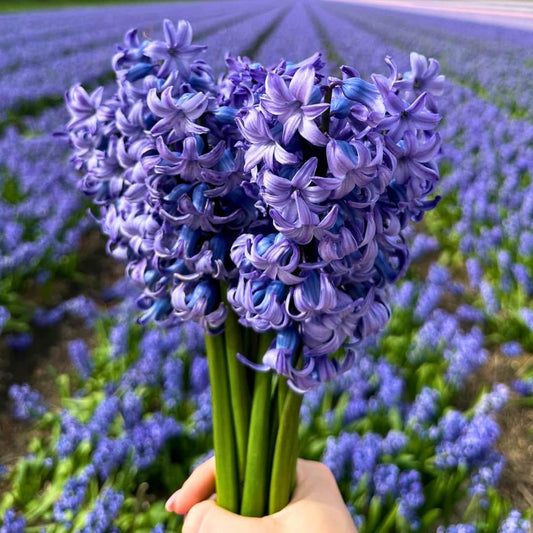 Hyazinthe 'Delft Blue' - 10 Blumenzwiebeln - Größe 14/15 - Pflanzfix24