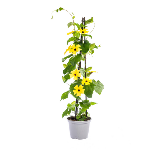 4x Thunbergia alata Sunny Susy Mix Ø13 cm - ↕60 cm - Pflanzfix24