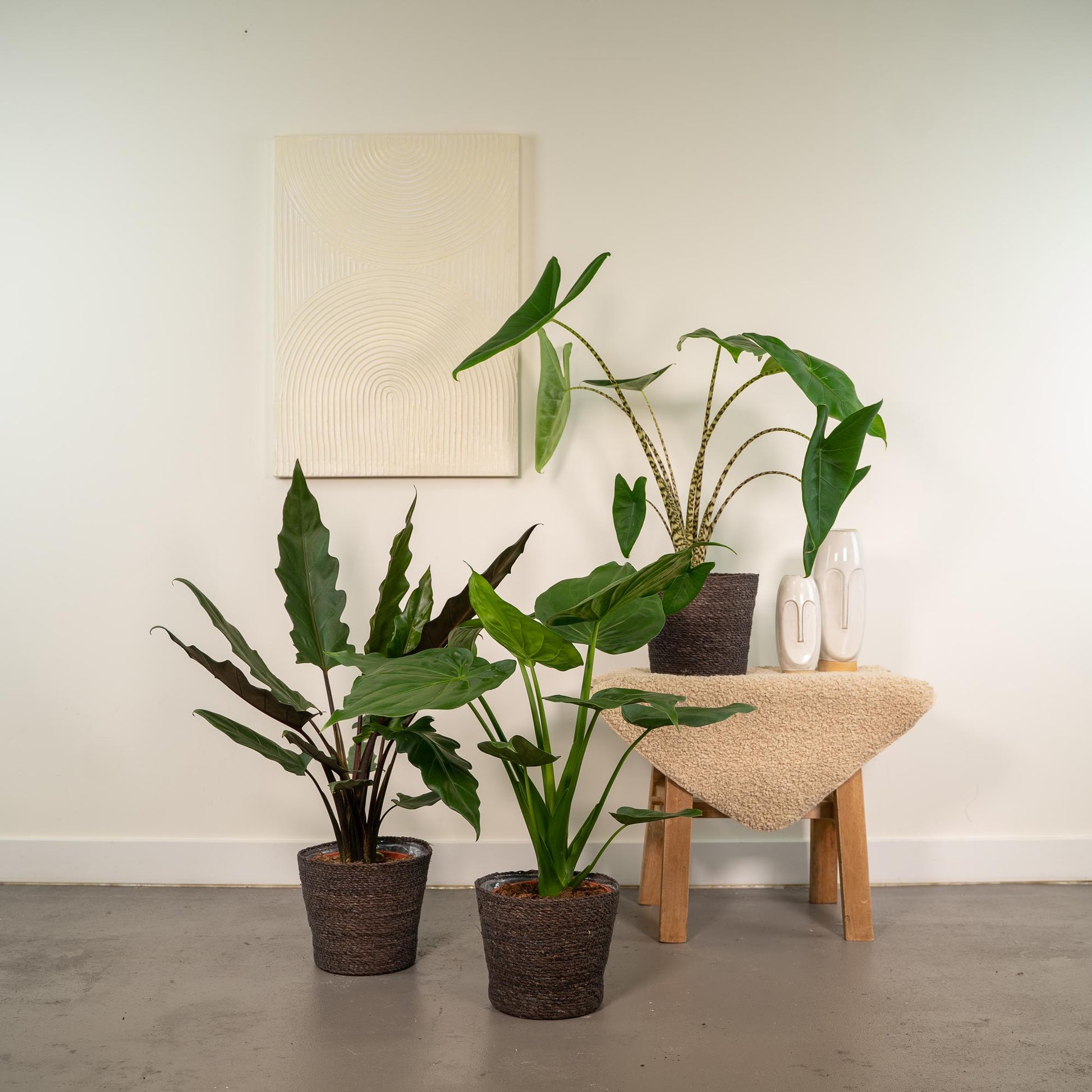 Alocasia Zebrina + Alocasia Cucullata + Alocasia Lauterbachiana - Set - Pflanzfix24.de - Pflanzfix24.de