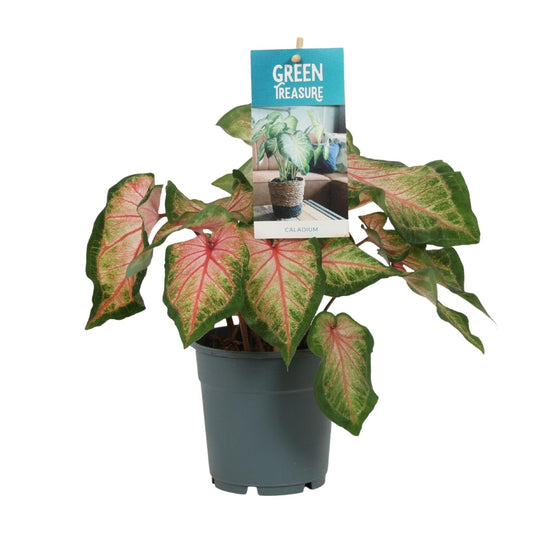 Caladium Roze - Ø12cm - Pflanzfix24