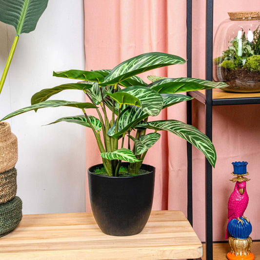 Calathea Zebrina in zwarte pot - 42 cm hoog - Pflanzfix24