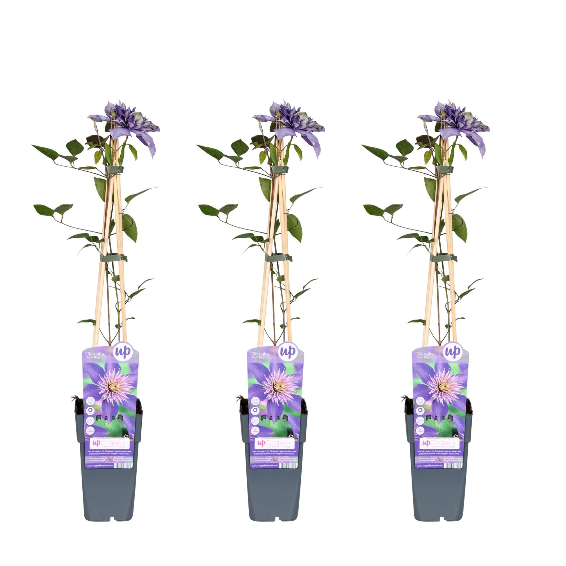 3x - Clematis Multi Blue - ↨65cm - Ø15 - Pflanzfix24.de - Pflanzfix24.de