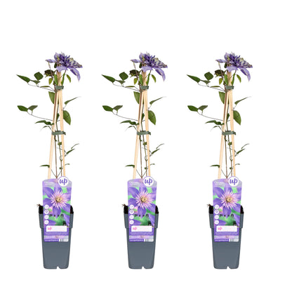 3x - Clematis Multi Blue - ↨65cm - Ø15 - Pflanzfix24.de - Pflanzfix24.de