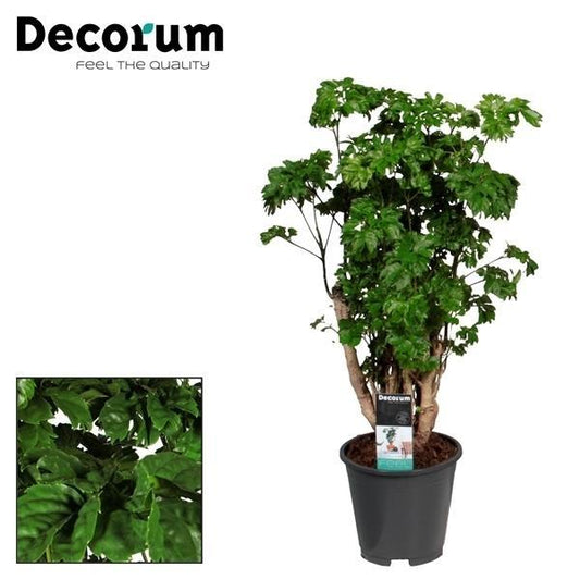 Polyscias Roble - Ø17cm - ↕60cm bei Pflanzfix24