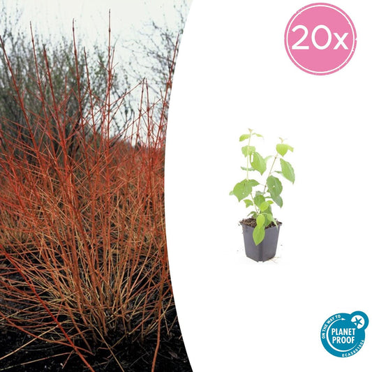 20x Cornus sanguinea 'Midwinter Fire' | Pflanzfix24.de - Pflanzfix24.de
