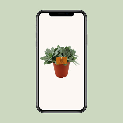 Senecio Cephalophorus - Ø15cm - ↕25cm bei Pflanzfix24