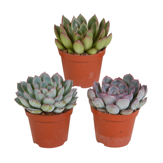 Echeveria-Mischung 8,5 cm - 3x - zonder pot - Pflanzfix24.de - Pflanzfix24.de