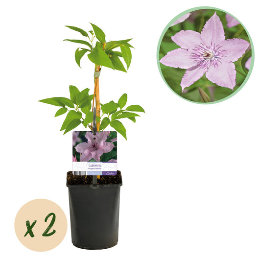 Pflanzfix24.de - Clematis Hagley Hybrid - Kletterpflanze - Rosa Blüten - 2 Pflanzen - Pflanzfix24.de