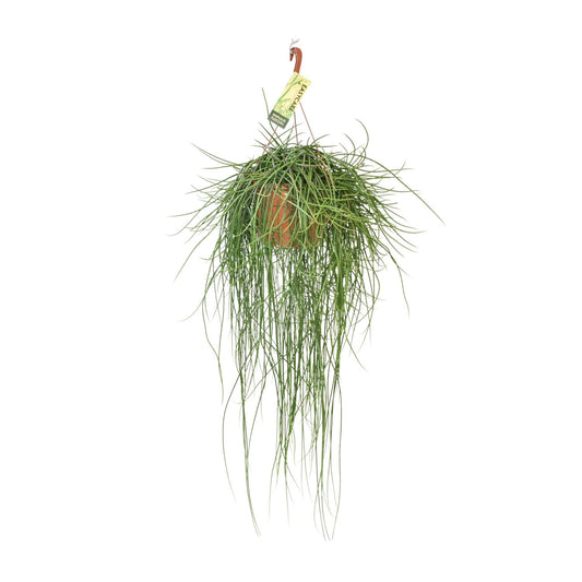Rhipsalis Floccosa - Ø21cm - ↕70cm - Pflanzfix24