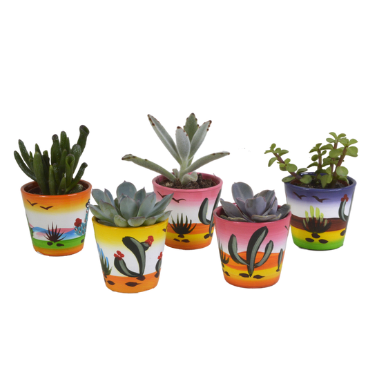 Vetplanten-Mischung 5x Sukkulenten 5,5 cm Mexikanischer Topf | Pflanzfix24.de - Pflanzfix24.de