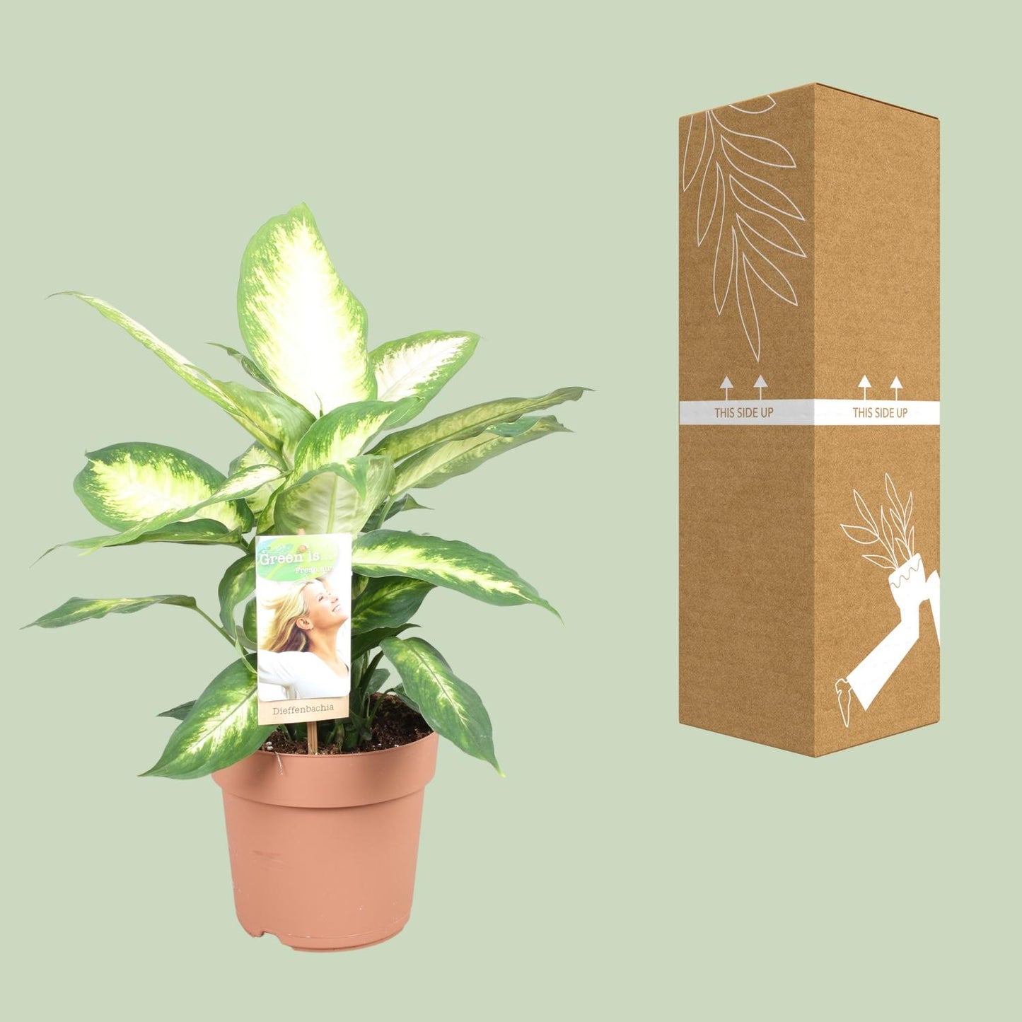 Dieffenbachia Camilla - Ø17cm - pflanzfix24