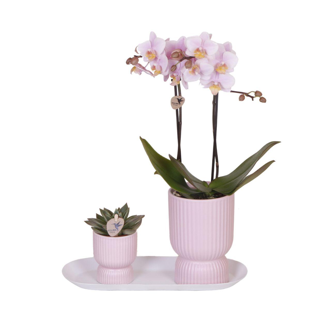 Pflanzfix24 - Set rosa gefleckte Orchidee & Sukkulente auf Tablett - frisch vom Züchter