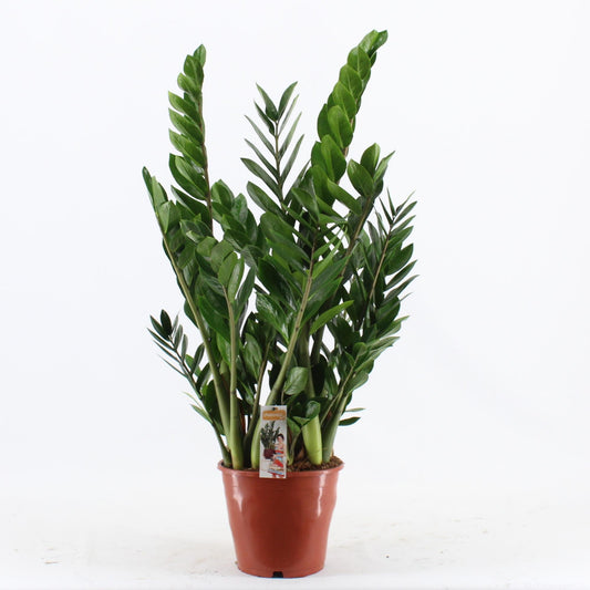 Zamioculcas Pot 24 - Ø24cm - ↕100cm - Pflanzfix24