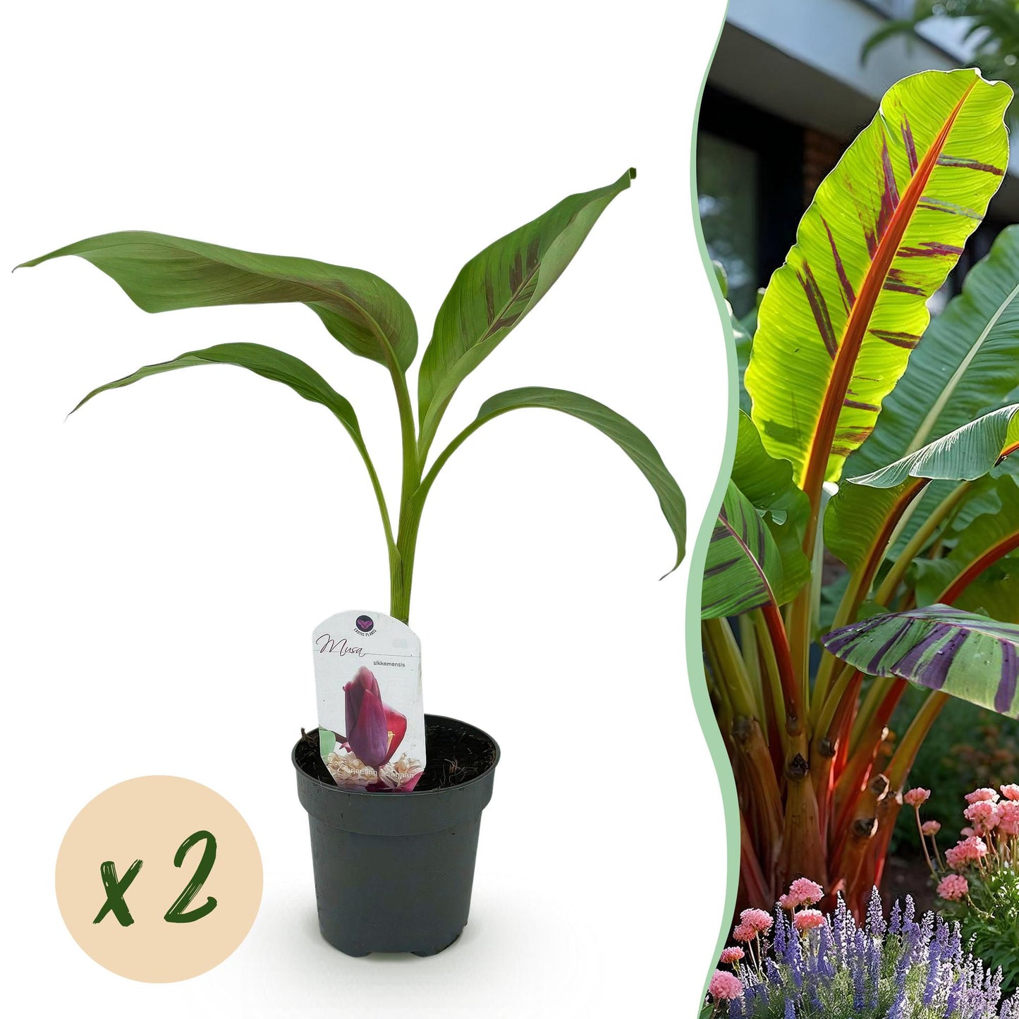 Pflanzfix24 - Musa sikkemensis Red Tiger - 2 Pflanzen - Topf 12cm - Winterhart
