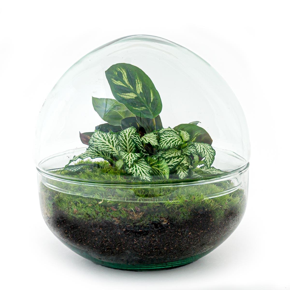 Flaschengarten Dome DIY-Set - Pflanzfix24.de - Pflanzfix24.de