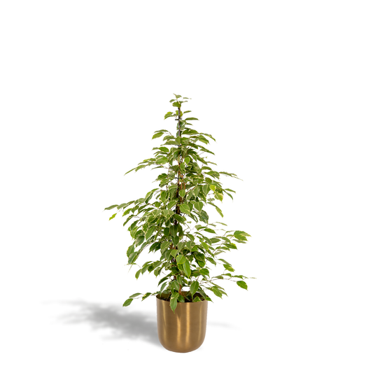 Ficus benjamina Goldenking - Ø21cm - ↕95cm + Topf Mayk Gold - Pflanzfix24