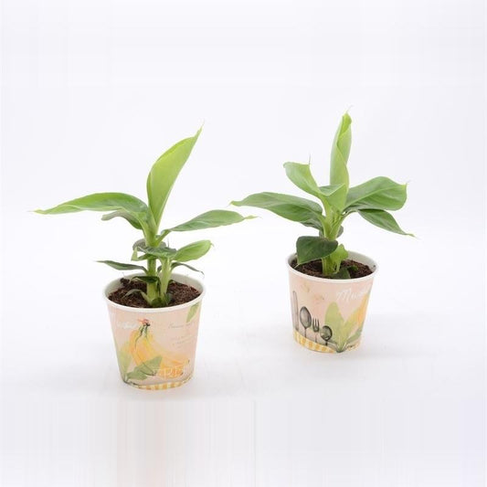 Musa Tropicana 12cm - Beker Recept - Ø12cm - ↕38cm - Pflanzfix24