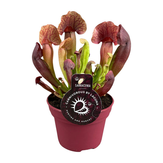 Sarracenia Catesbaei – Fleischfressende Pflanze – Pflanzfix24.de - Pflanzfix24.de