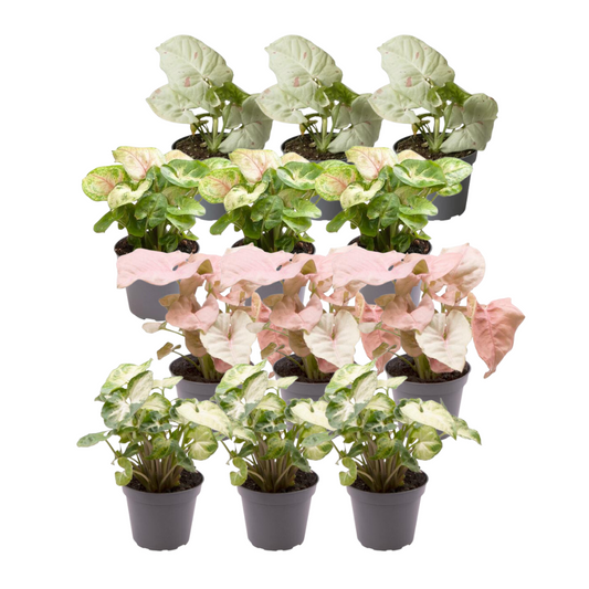 Pflanzfix24 - 12x Syngonium Mix