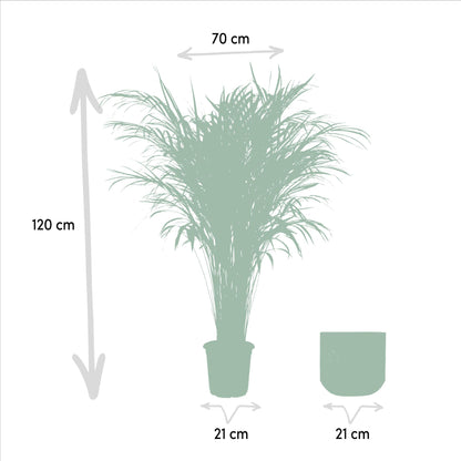 Areca-Palme mit Topf - ↨110cm - Ø21cm bei Pflanzfix24