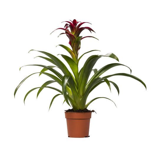 Guzmania Nextara - Ø12 ↕50 bei Pflanzfix24
