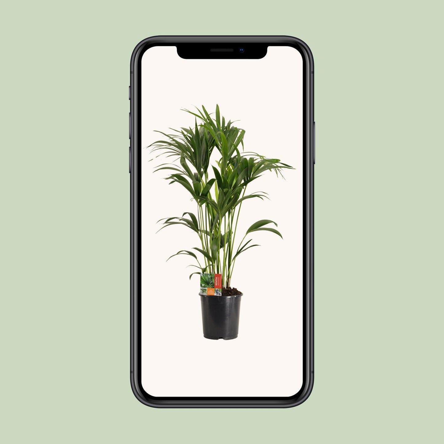 Kentia-Palme - Howea Forsteriana - Ø24cm - ↕120cm - pflanzfix24
