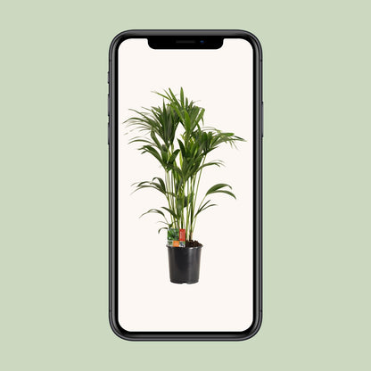 Kentia-Palme - Howea Forsteriana - Ø24cm - ↕120cm - pflanzfix24