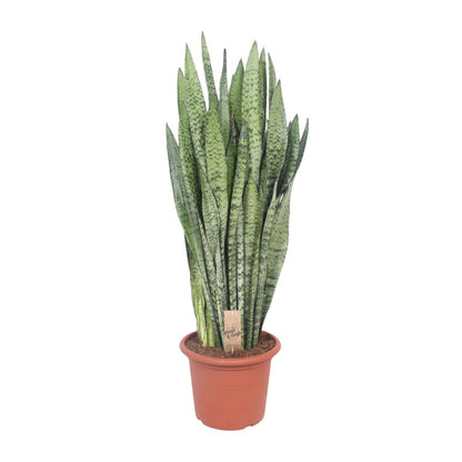 Sansevieria Zeylanica - Ø30cm - ↕110cm - Pflanzfix24
