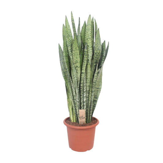 Sansevieria Zeylanica - Ø30cm - ↕110cm - Pflanzfix24