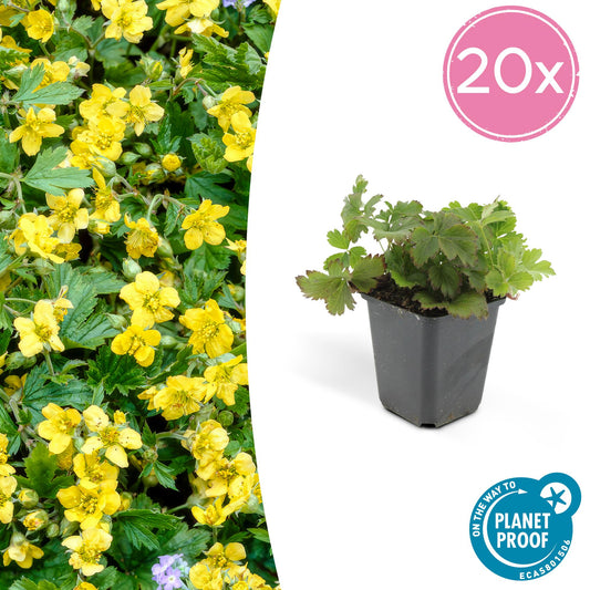 20x Waldsteinia ternata - ↕10-25cm - Ø9cm bei Pflanzfix24.de - Pflanzfix24.de