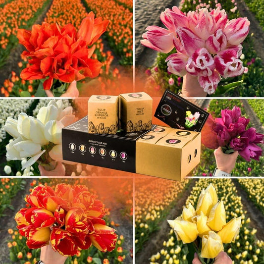 Dutch Tulip Mix - 90 Blumenzwiebeln - Flowerbulbs Amsterdam - Pflanzfix24