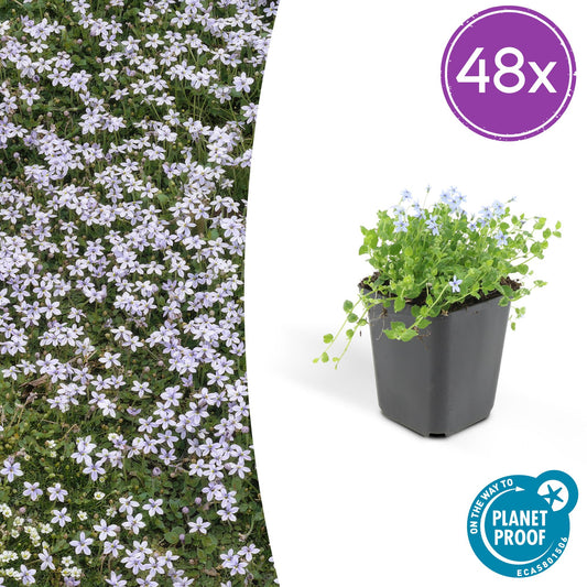 48x Isotoma fluviatilis - Blauer Sternteppich - Pflanzfix24