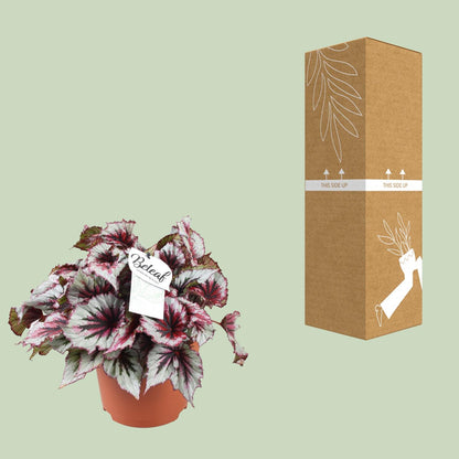 Begonia Beleaf Evening Glow - Ø17cm - ↕33cm - Pflanzfix24