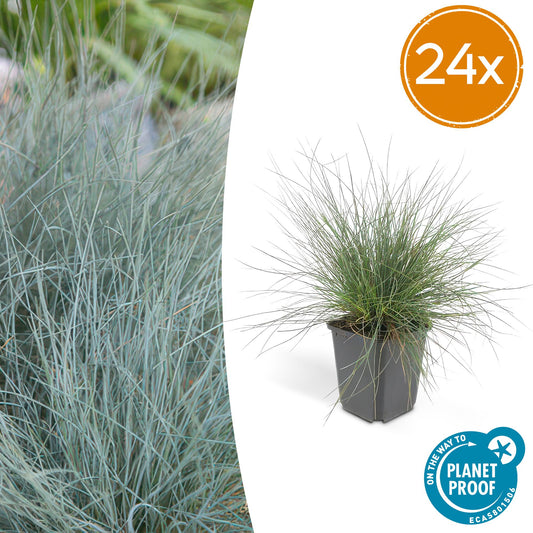 24x Festuca glauca 'Elijah Bleu' - ↕10-25cm - Ø9cm - Pflanzfix24