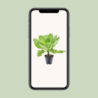 Brighamia Insignis 'Hawaii Palm' P12 - Pflanzfix24.de - Pflanzfix24.de