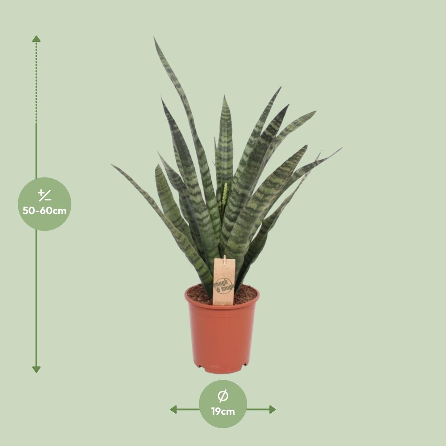 Sansevieria Diamond Green - Ø19cm - ↕60cm - Pflanzfix24