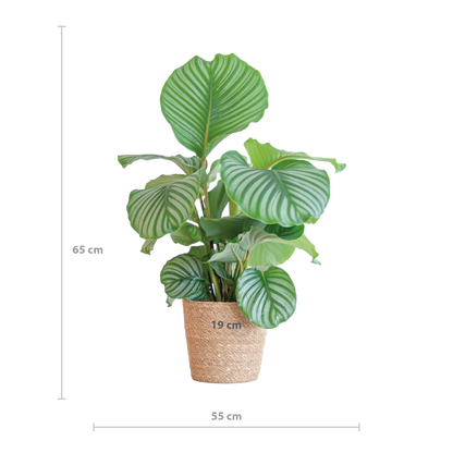 Calathea Orbifolia im Sofia-Korb | pflanzfix24