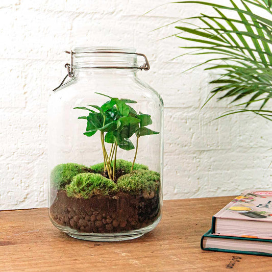 Flaschengarten - Coffea Arabica - DIY Terrarium Set - Pflanzfix24.de - Pflanzfix24.de
