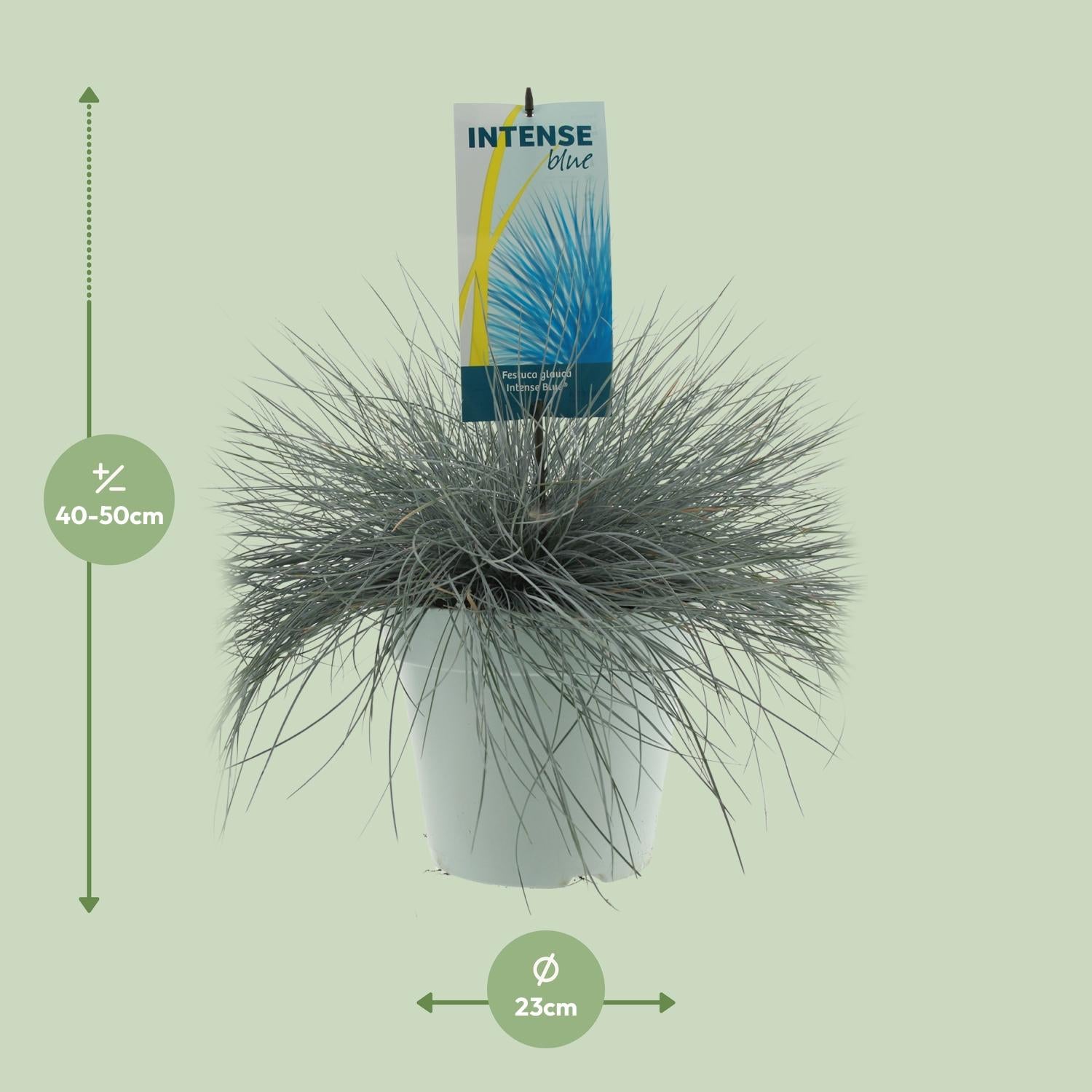 Festuca Glauca Intense Blue - Ø23cm - ↕50cm - Pflanzfix24.de - Pflanzfix24.de