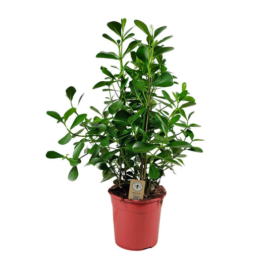 Clusia Rosea Princess - Ø27 ↕90 bei Pflanzfix24
