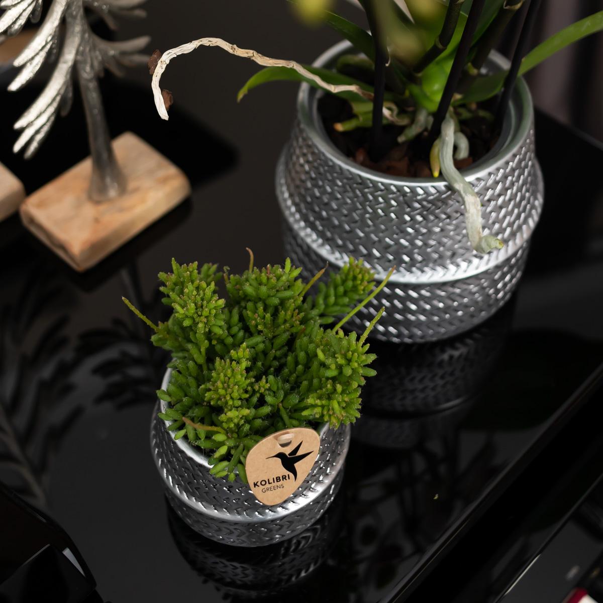 Phalaenopsis Gent Orchidee Weiß im Silbertopf – Pflanzfix24.de - Pflanzfix24.de