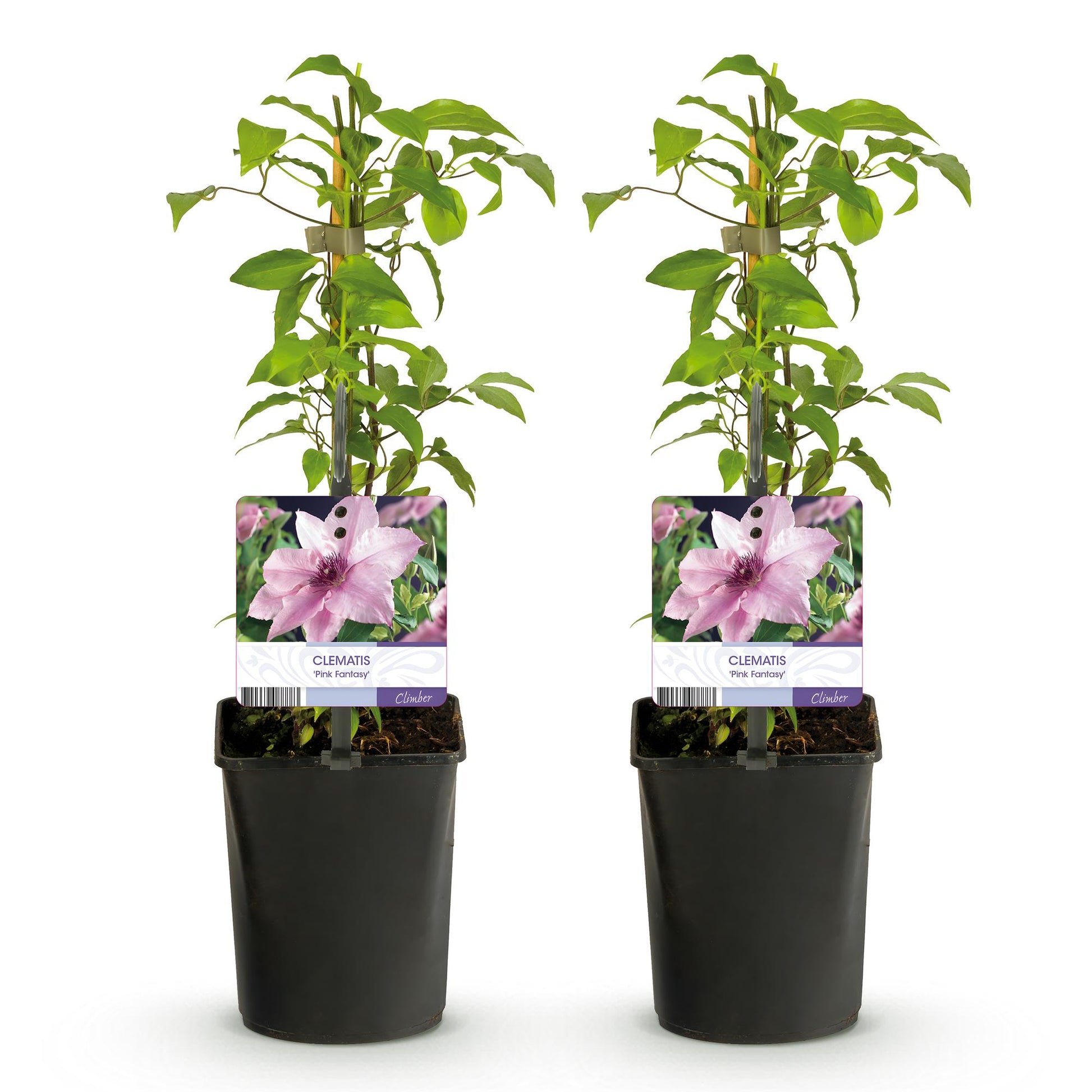 Pflanzfix24.de - Clematis Pink Fantasy - Kletterpflanze - 2 Pflanzen - Pflanzfix24.de