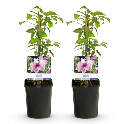 Pflanzfix24.de - Clematis Pink Fantasy - Kletterpflanze - 2 Pflanzen - Pflanzfix24.de